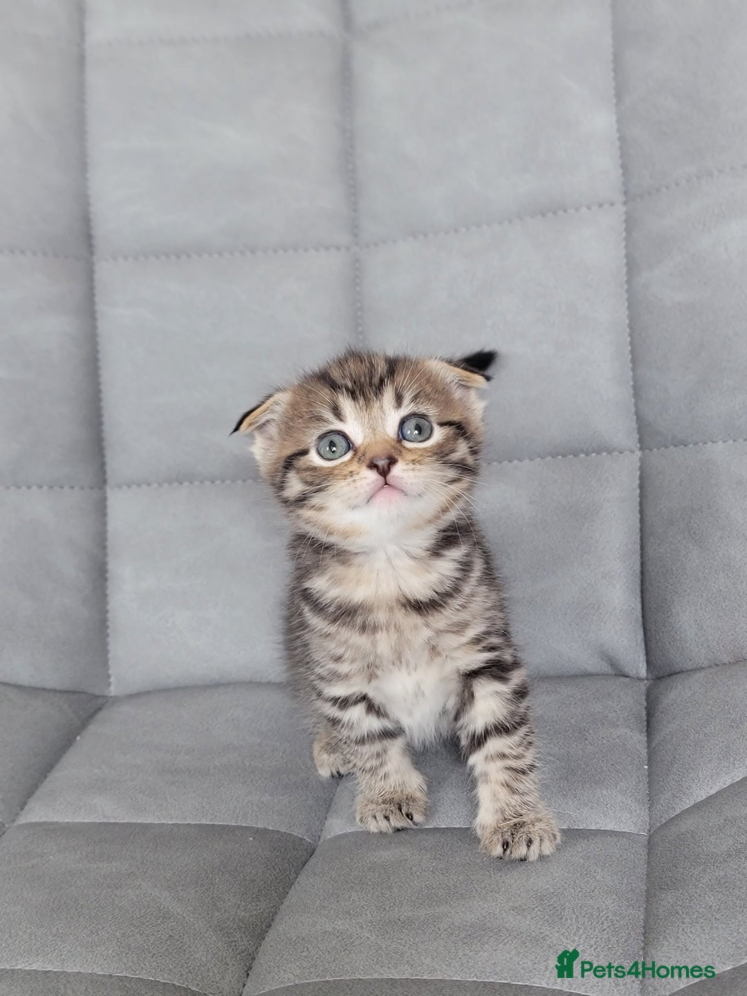 Mixed Breed cats for sale: Half scottish fold Healthy and beautiful kittens - Image 8