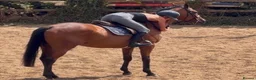 English Thoroughbred horses for sale: Easy Allrounder  - Advert 8