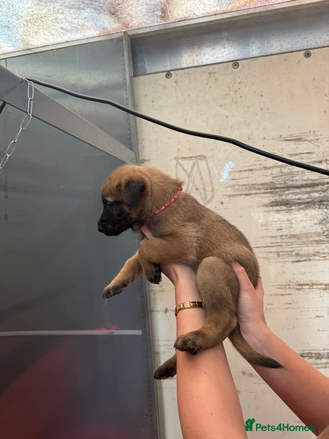 Belgian Shepherd Dog dogs for sale: Gorgeous Belgian Malinois Puppies - Advert 27