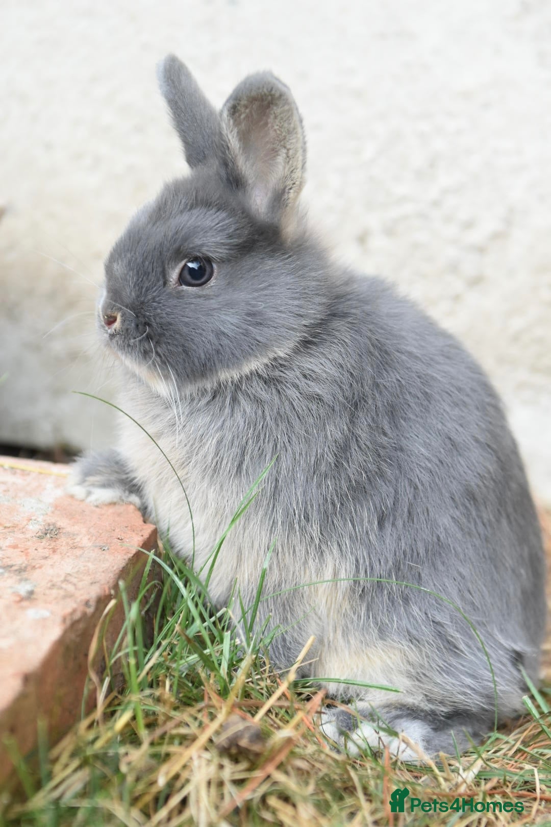 Angora rabbits ⭐️ Baby Netherland looking for new home ⭐️ - Advert 2