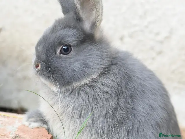 Angora rabbits for sale: ⭐️ Baby Netherland looking for new home ⭐️ - Advert 2