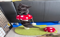 Mixed Breed cats for sale: 5 super cute kittens  - Image 3