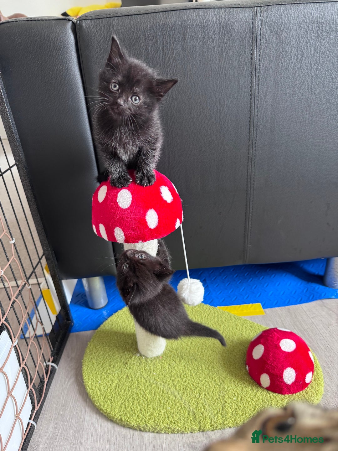 Mixed Breed cats for sale: 5 super cute kittens  - Image 3