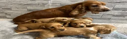 Cocker Spaniel dogs for sale: Show cocker spaniel puppies  - Advert 23