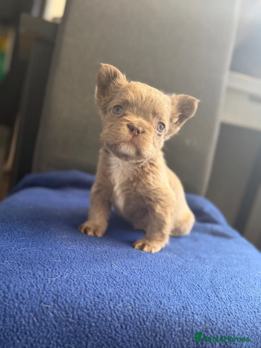 French Bulldog dogs for sale: STUNNING FLUFFY FRENCHIES🩵💜 - Advert 2