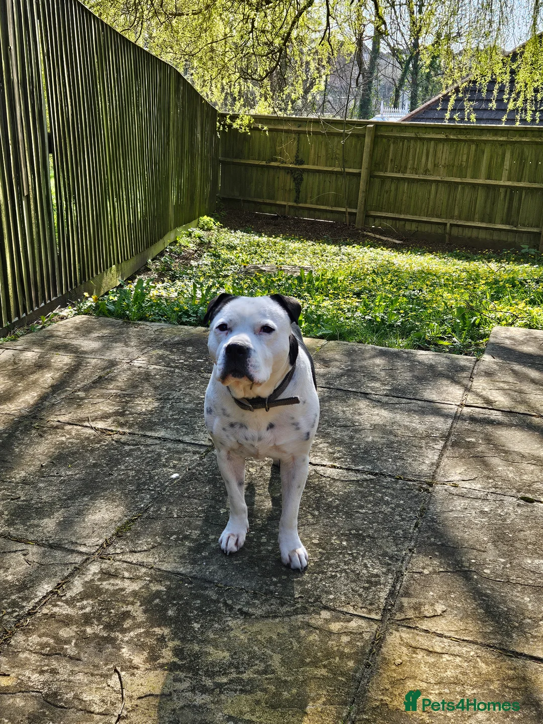 Staffordshire Bull Terrier dogs for sale: Staffordshire bull terrier male  - Advert 1