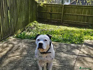 Staffordshire Bull Terrier dogs Staffordshire bull terrier male - Advert 1