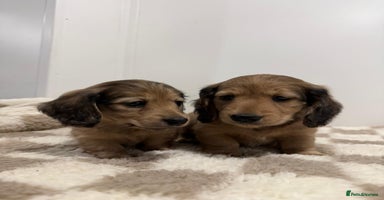 Miniature Dachshund dogs - Advert 8