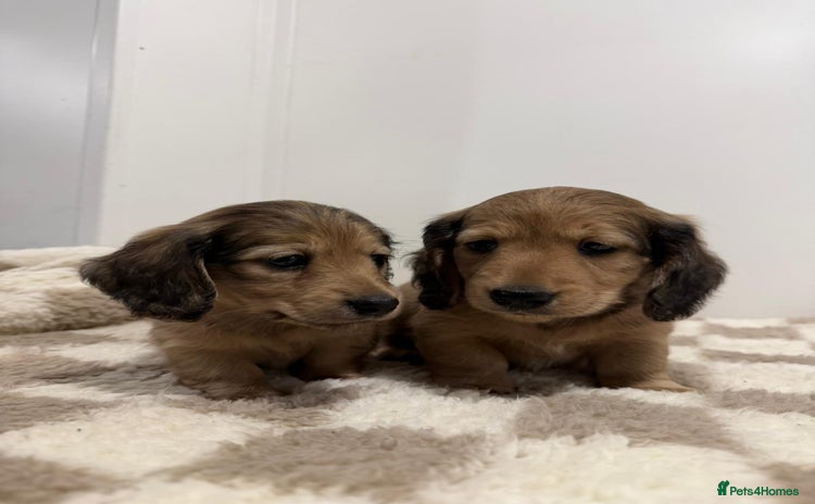 Miniature Dachshund dogs - Advert 4