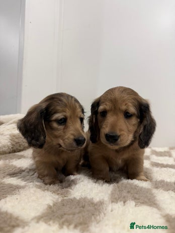 Miniature Dachshund dogs - Advert 4