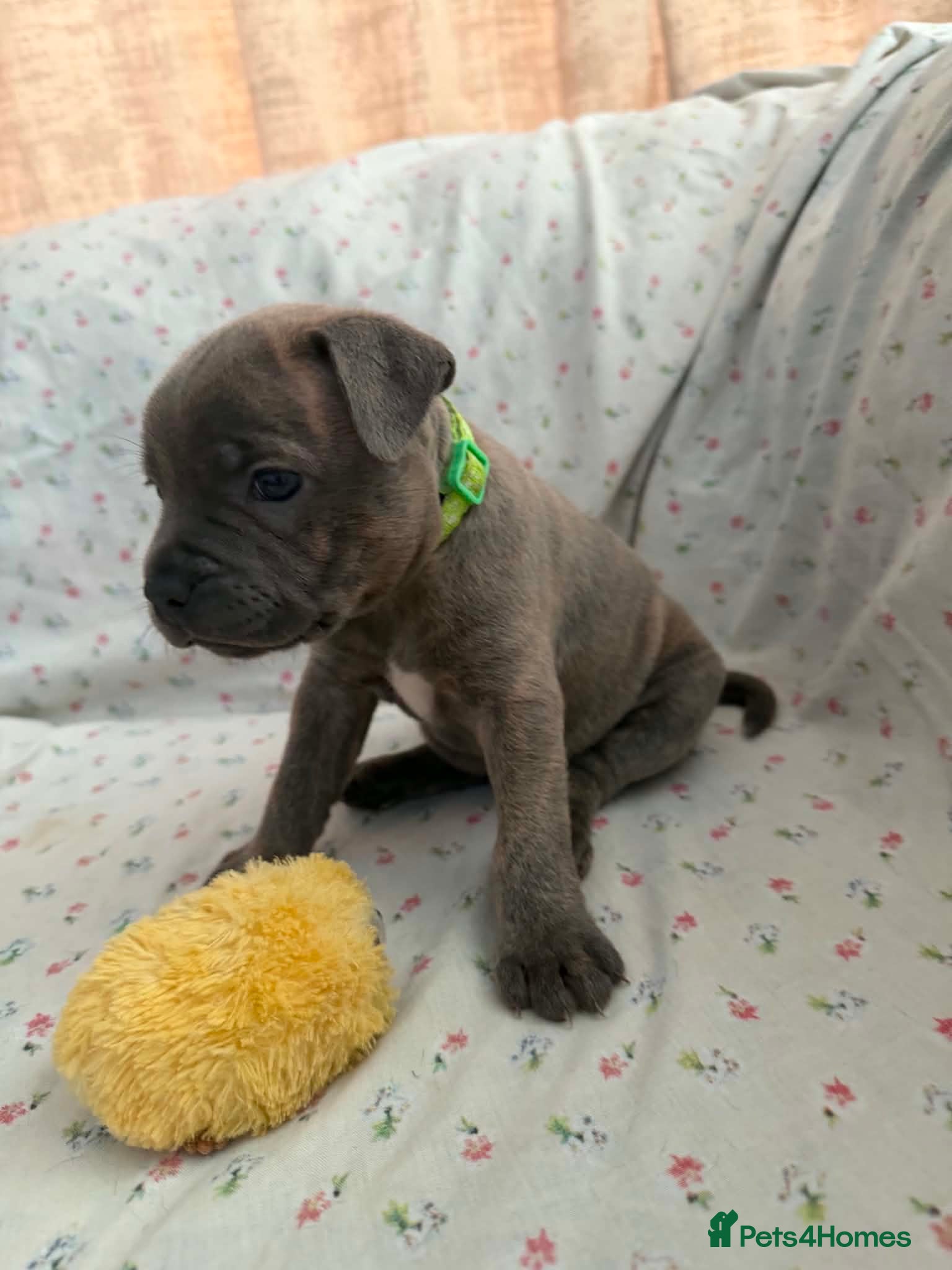 Staffordshire Bull Terrier dogs Adorable KC registered blue staffy puppies  - Advert 2
