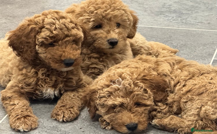 Miniature Poodle dogs - Advert 2