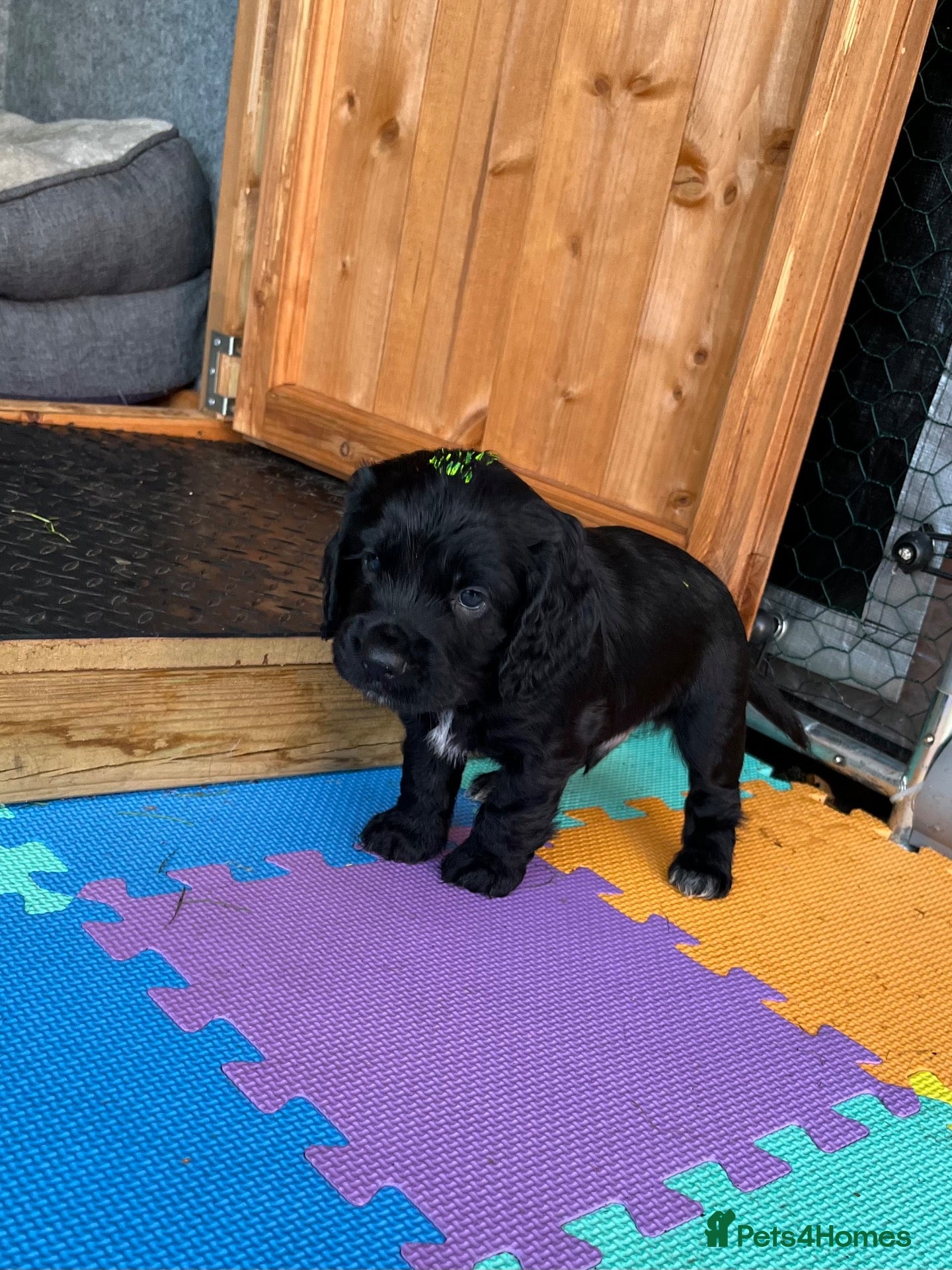 Cocker Spaniel dogs for sale: RKC Working cocker spaniel  - Advert 17
