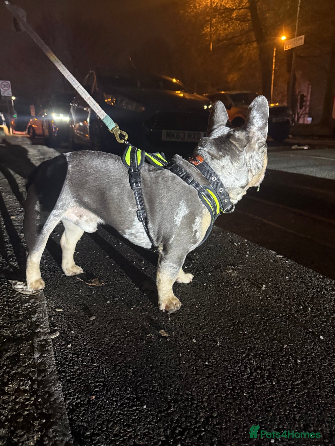 French Bulldog dogs for sale: Male French bulldog  - Advert 4