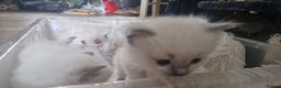 Ragdoll cats for sale: Pure Bred Ragdolls - Advert 7