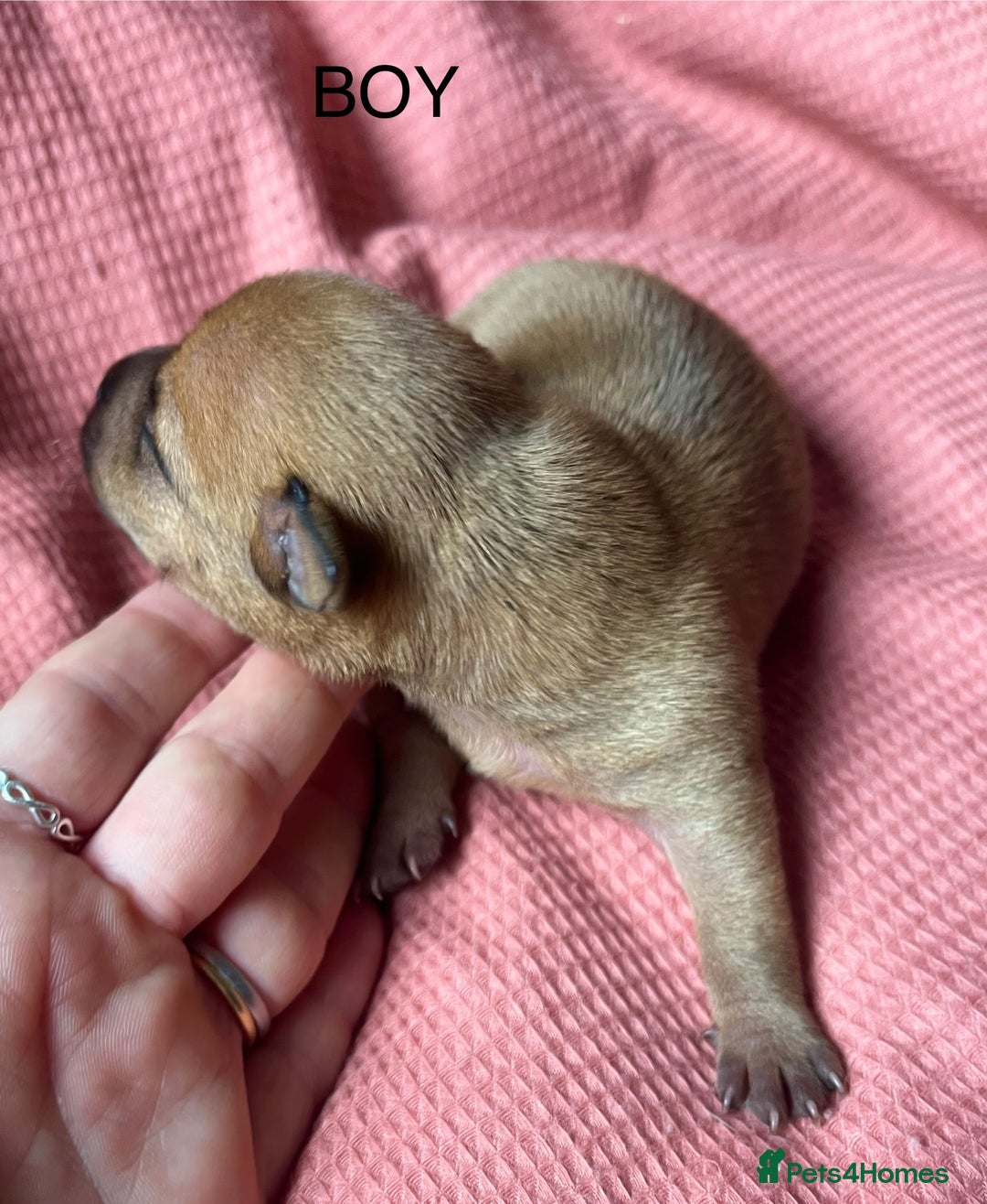 Jack Russell dogs for sale: ** Stunning Pure Miniature Jack Russell Pups ** - Image 10