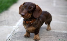 Miniature Dachshund dogs for sale: KC reg miniature wire haired dachshund bitch - Image 1