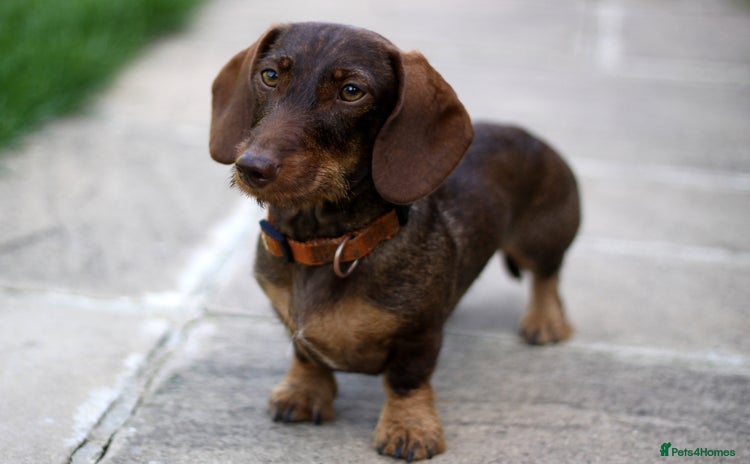 Miniature Dachshund dogs - Advert 5