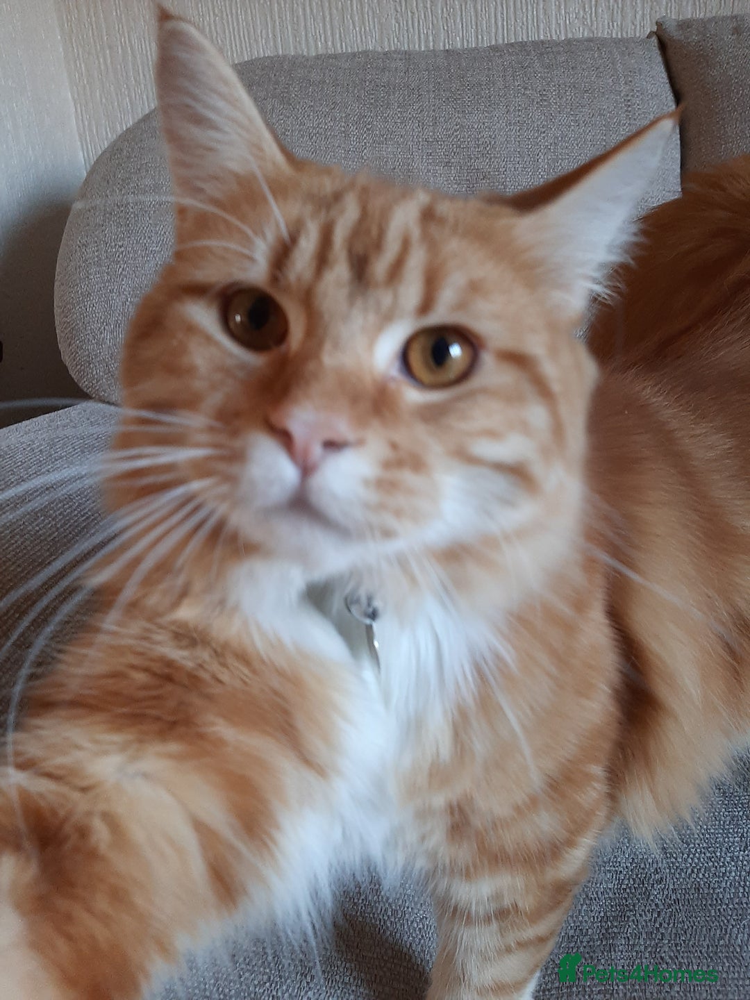 Maine Coon cats for sale: Maine Coon kittens  - Image 8