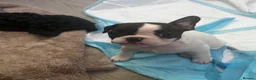 French Bulldog dogs for sale:  French bulldog puppies 1 male 1 female left - Advert 25