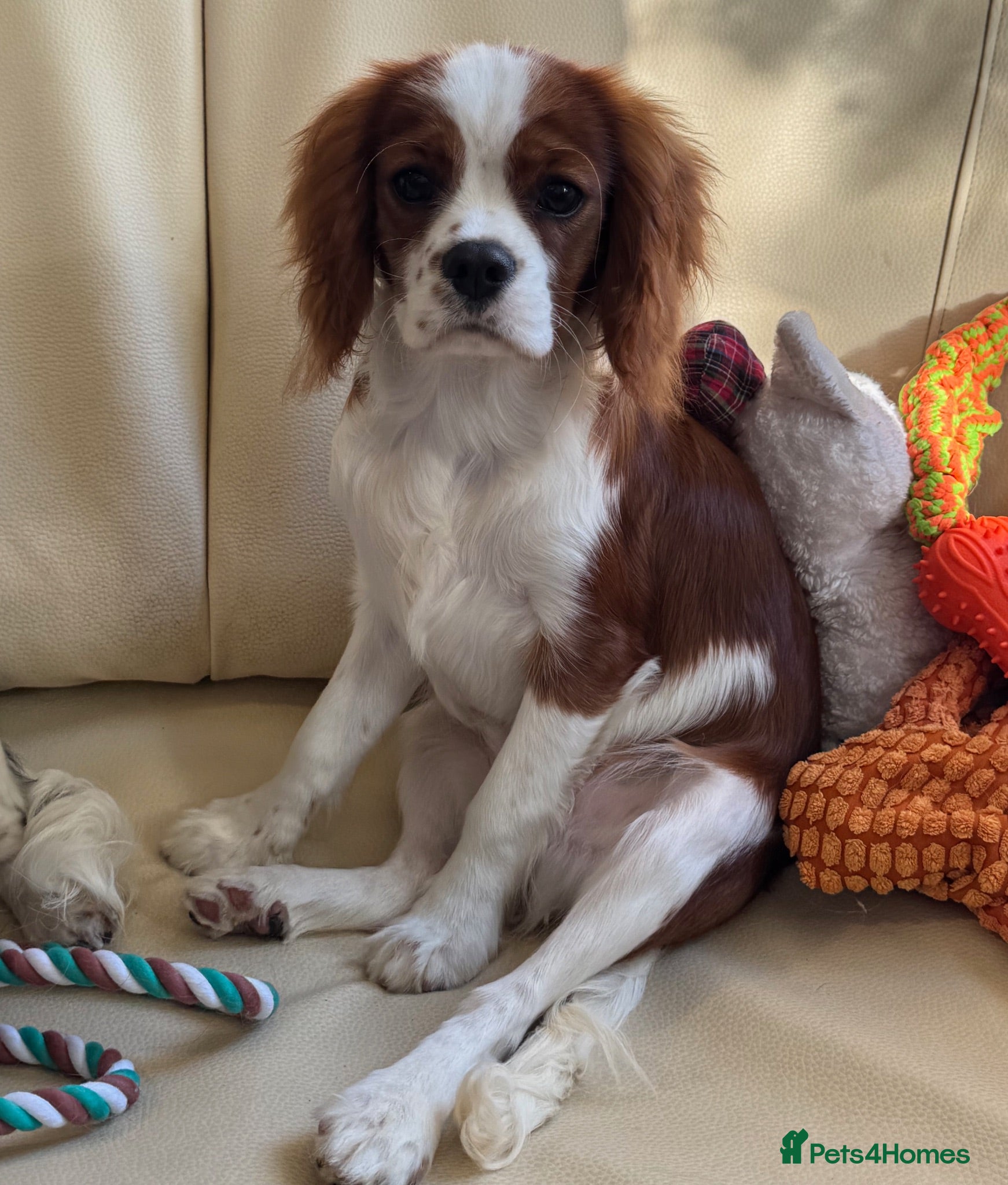 Cavalier King Charles Spaniel dogs Pedigree Cavalier King Charles Spaniel Puppies - Advert 8