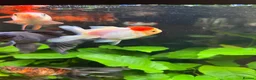 Fancy Goldfish fish for sale: Fluval Roma 240 complete fancy goldfish aquarium  - Advert 5