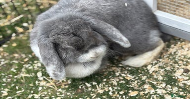 French Lop rabbits - Advert 1