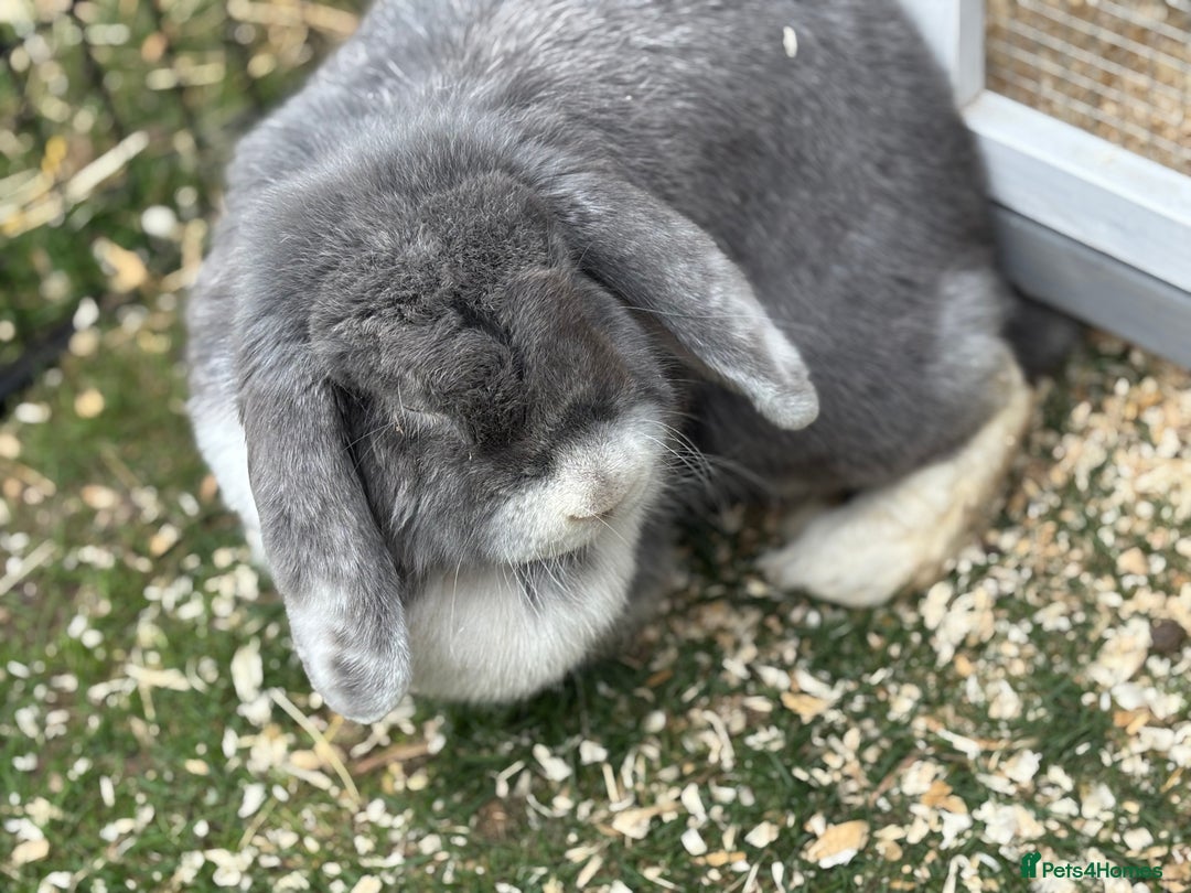 French Lop rabbits for sale: Female giant french lop  - Image 3
