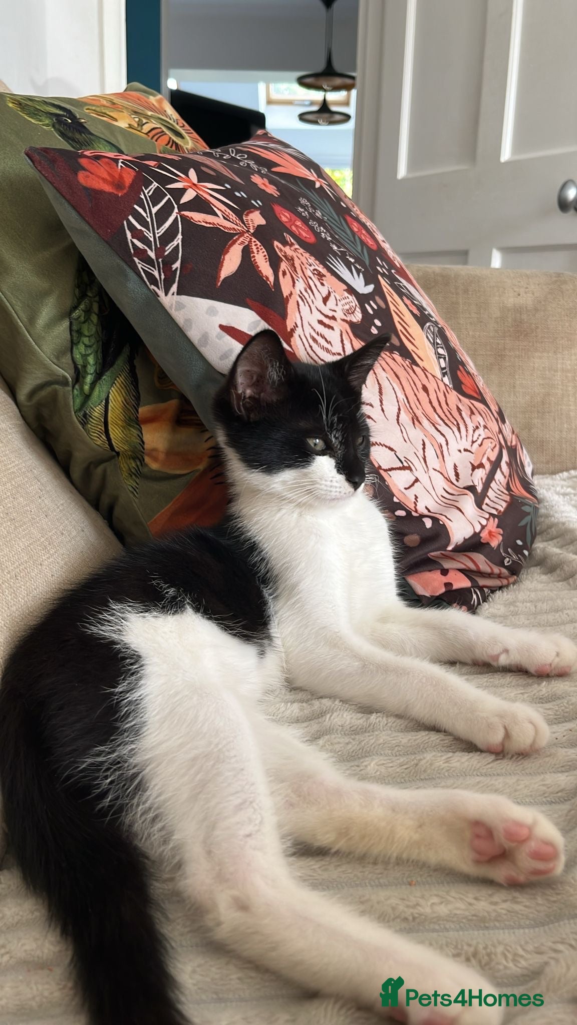Mixed Breed cats Black and White Kitten - Advert 3