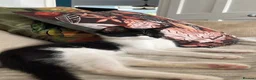 Mixed Breed cats for sale: Black and White Kitten - Advert 1