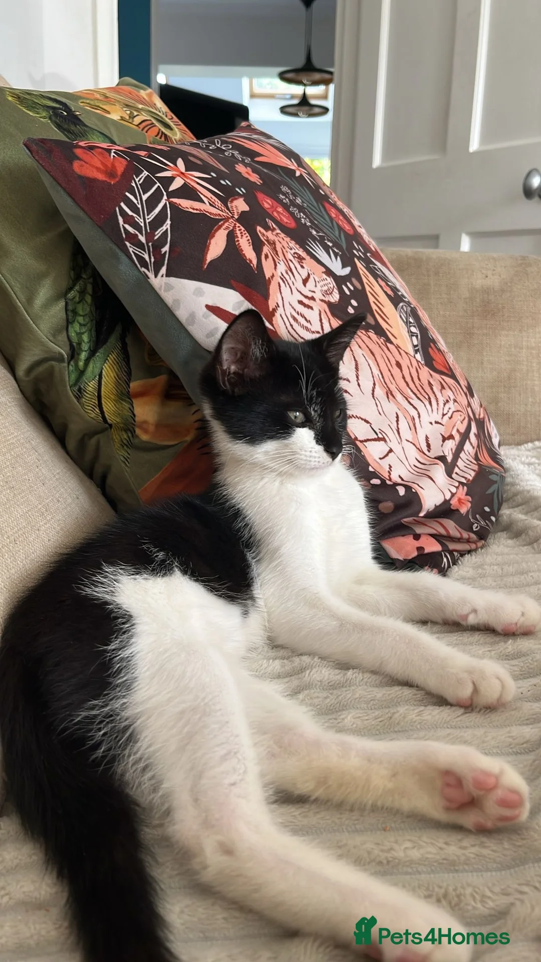 Mixed Breed cats for sale: Black and White Kitten - Advert 1