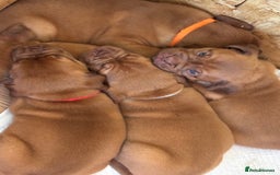Dogue De Bordeaux dogs for sale: 6 stunning chunky Douge de Bordeux pups - Image 34