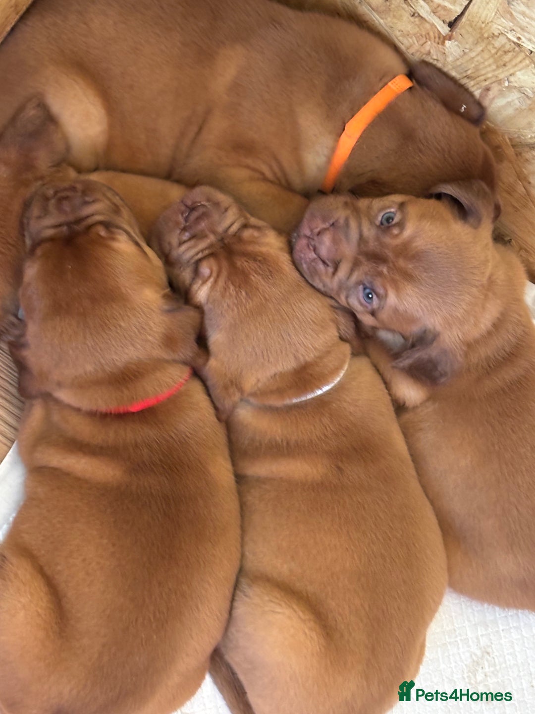 Dogue De Bordeaux dogs for sale: 6 stunning chunky Douge de Bordeux pups - Image 34
