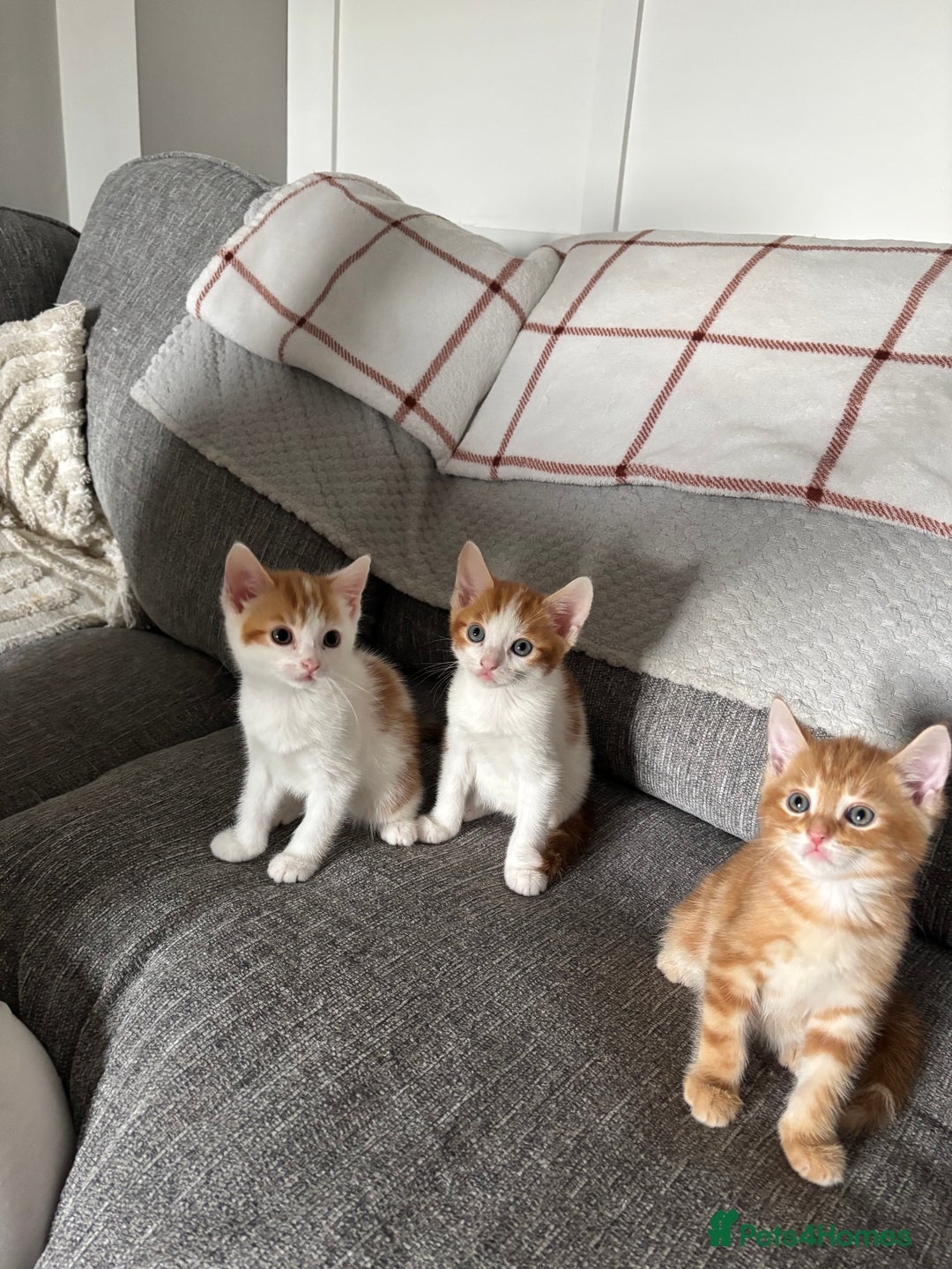 Domestic Shorthair cats for sale: Domestic shorthair kittens - Image 1