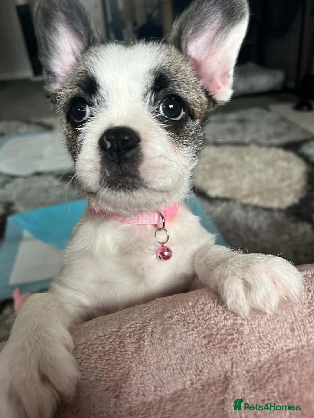 Mixed Breed dogs for sale: Angel  in Brighouse - Advert 5