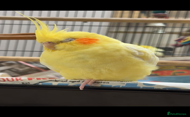 Cockatiels birds - Advert 2