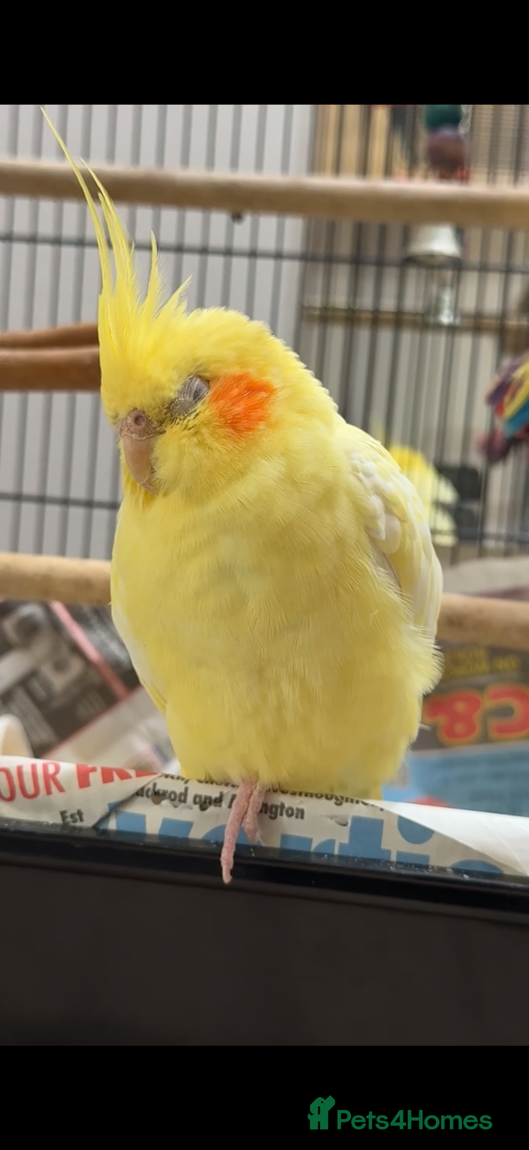 Cockatiels birds for sale: Beautiful Playful Yellow Cockatiel  - Image 1