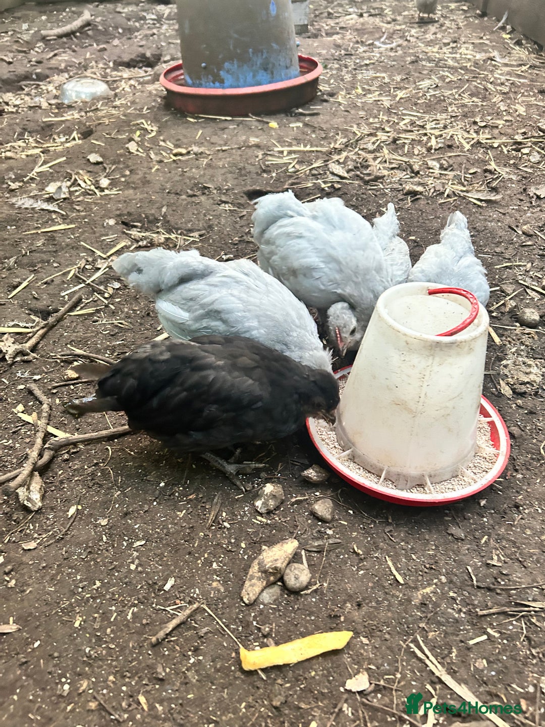 Chickens poultry for sale: Unsexed Araucana Chicks - Image 7