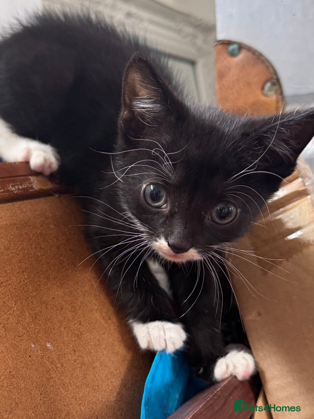 Mixed Breed cats for sale: 3x tuxedo 1x all black kittens - Image 28