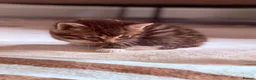 Mixed Breed cats for sale: Cute Kittens Ready for Loving Homes - Advert 19