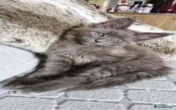 Maine Coon cats for sale: Little adorable kitten looking for new home  - Image 12