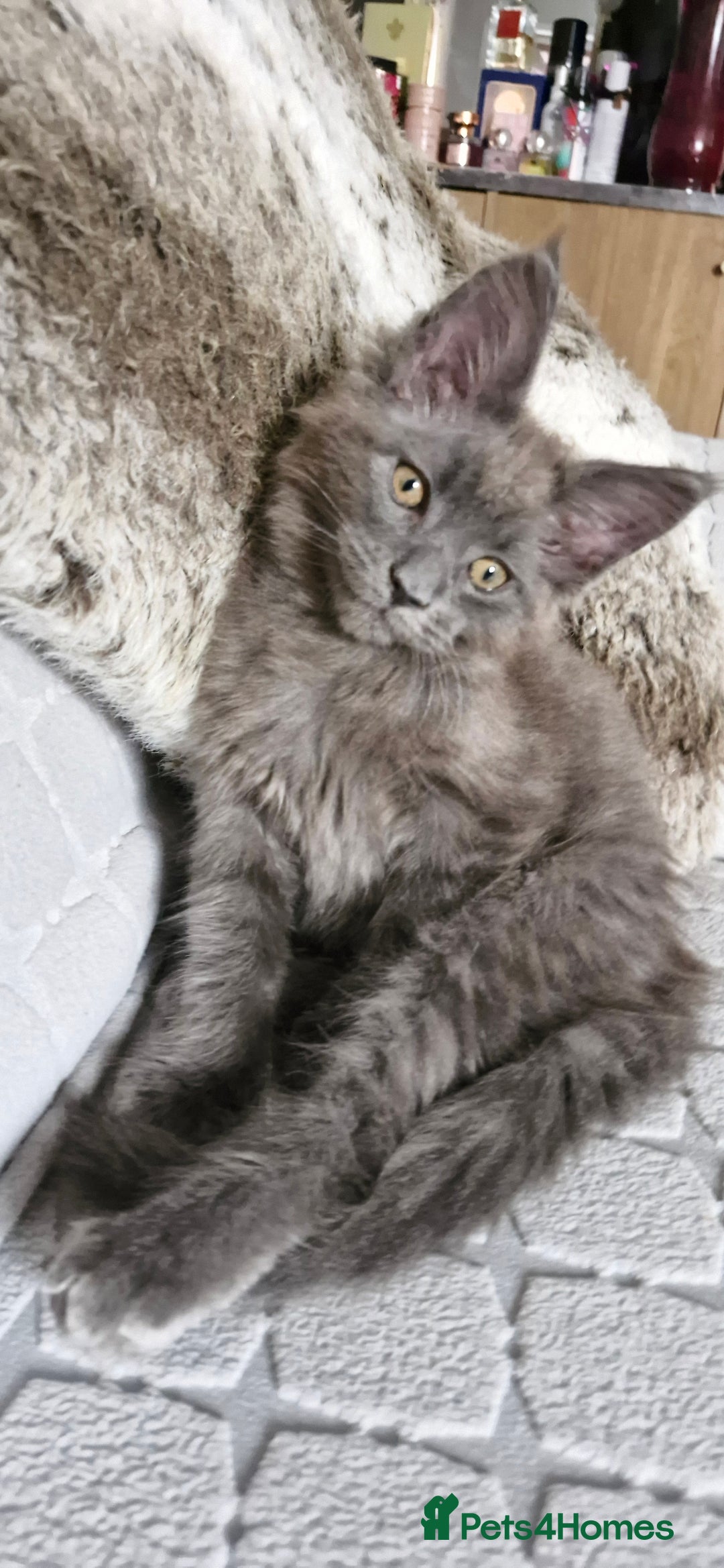 Maine Coon cats for sale: Little adorable kitten looking for new home  - Image 12