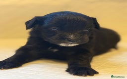 Cockapoo dogs for sale: Cockapoo F2 beautiful puppies  - Image 13