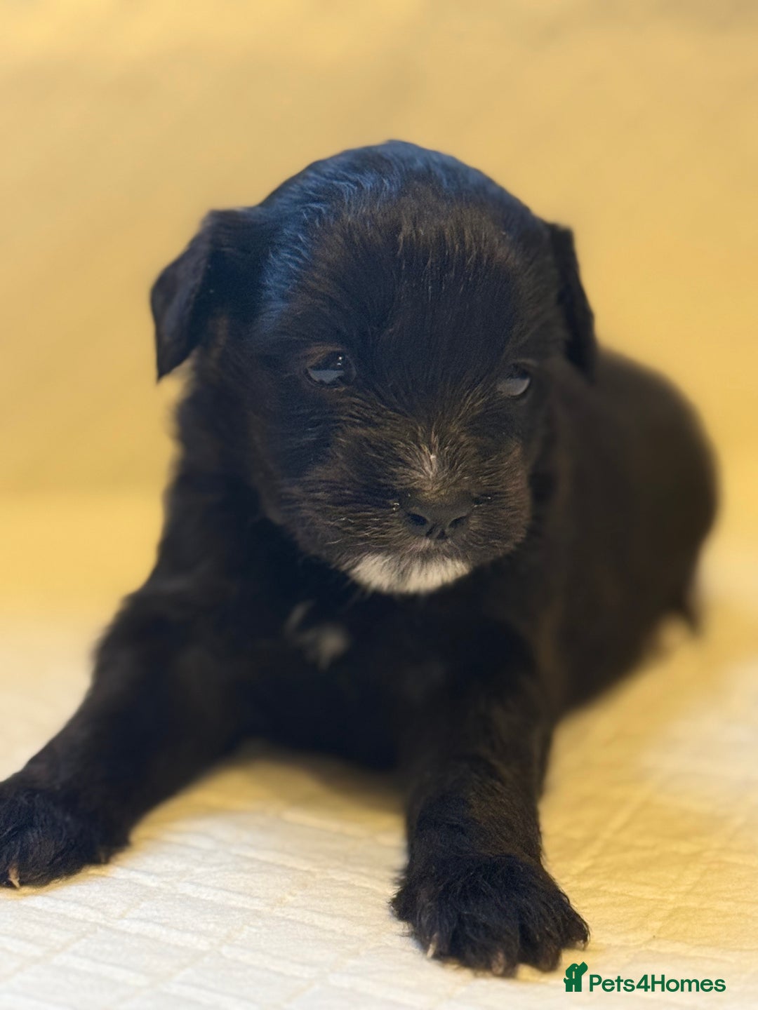 Cockapoo dogs for sale: Cockapoo F2 beautiful puppies  - Image 13