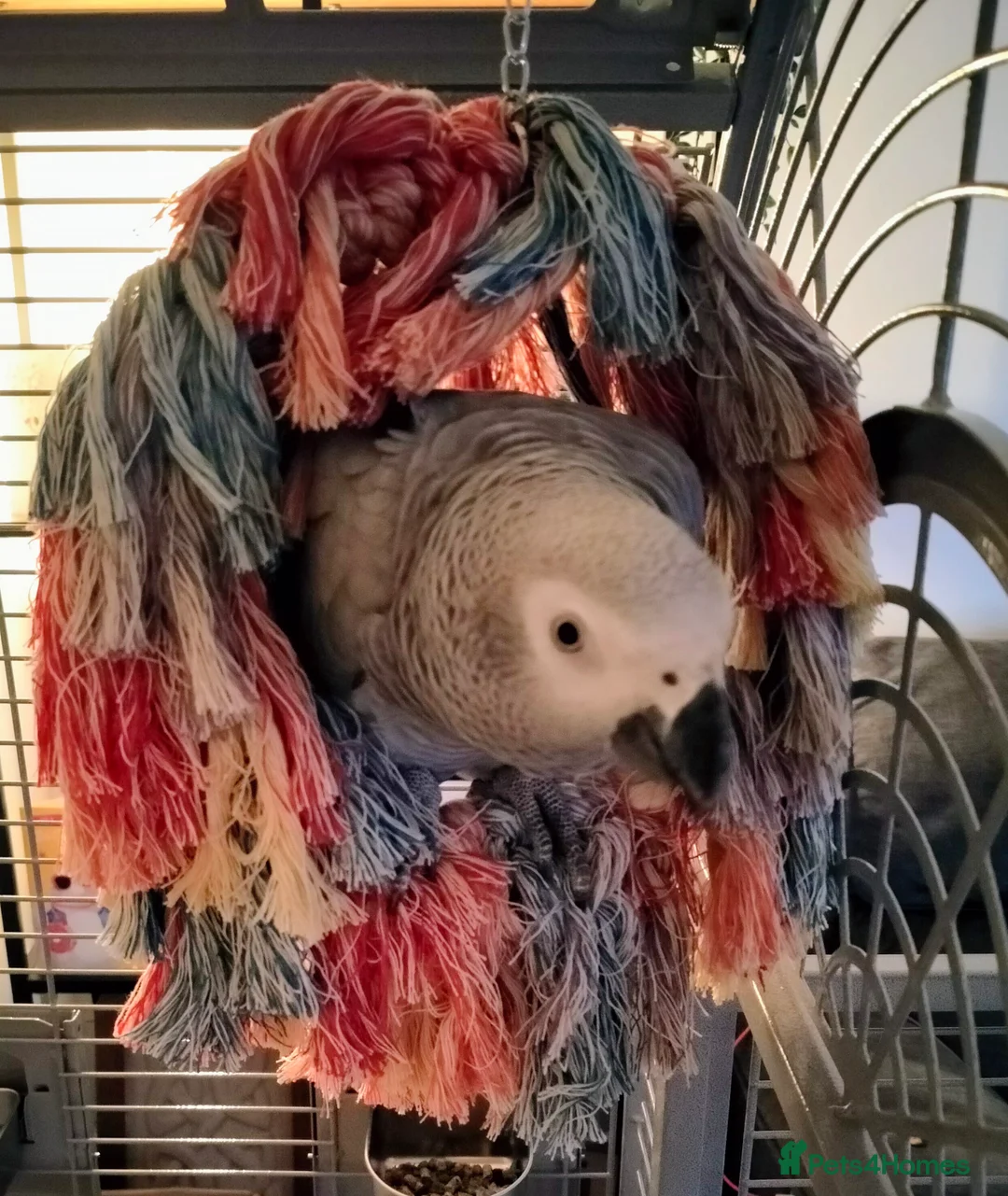 Parrots birds for sale: 7 Year Old Female African Grey - Advert 1