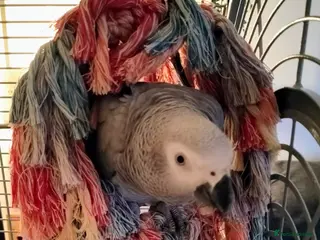 Parrots birds 7 Year Old Female African Grey - Advert 1