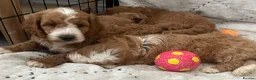Cockapoo dogs for sale: AMAZING HEALTH CLEAR F1 COCKAPOO  - Advert 4