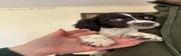Sprocker dogs for sale: Sprocker Spaniel Puppies - Advert 8