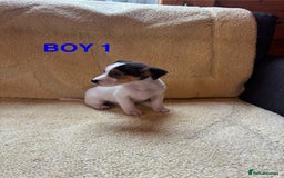 Jack Russell dogs for sale: Miniature Jack Russels  - Image 5