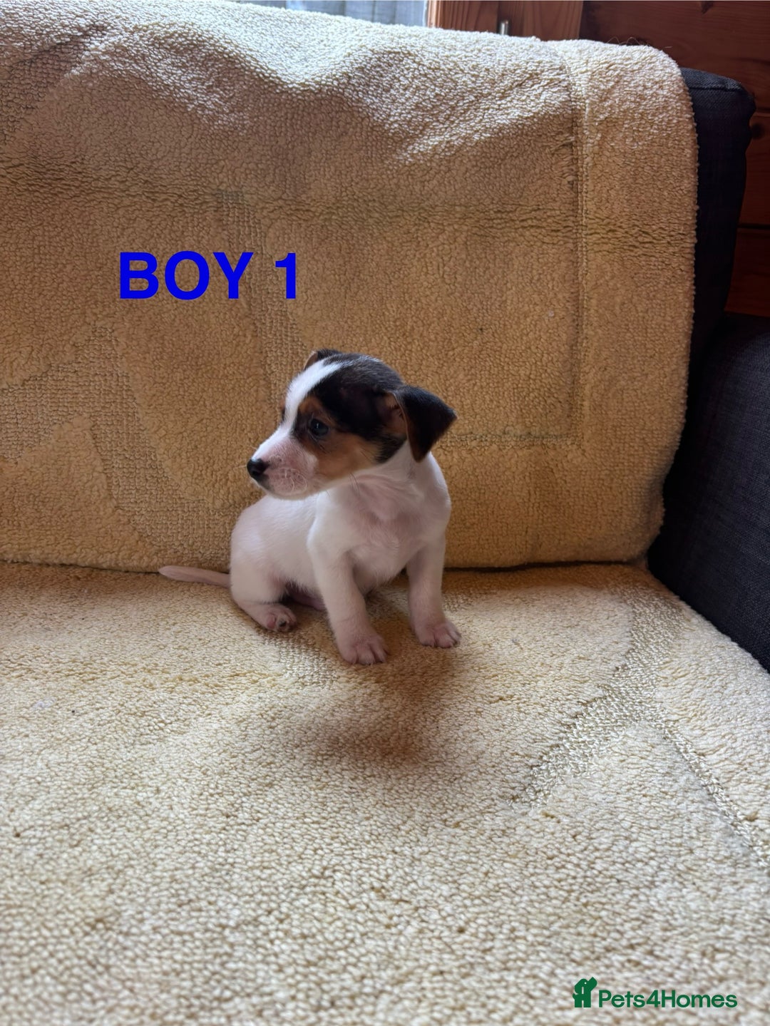 Jack Russell dogs for sale: Miniature Jack Russels  - Image 5